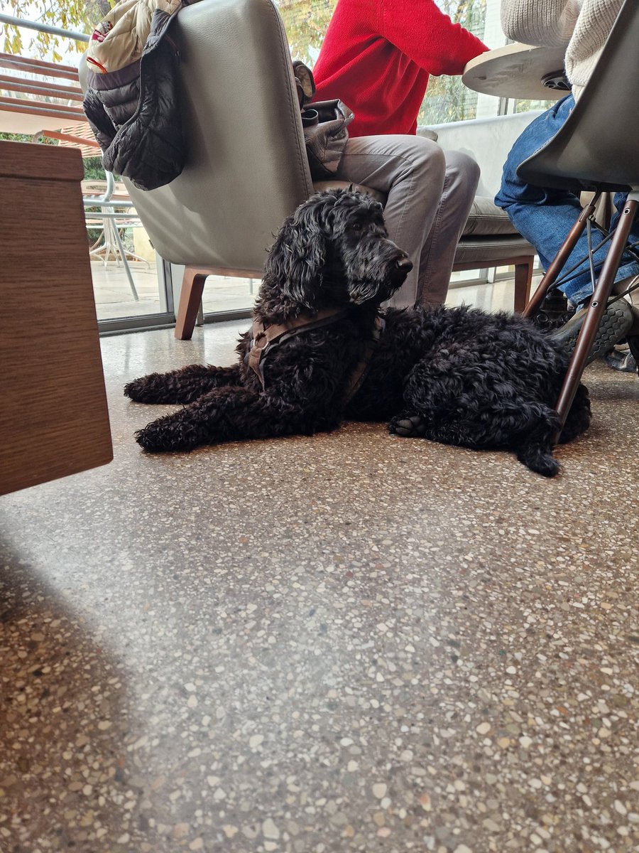 ChristophFreina's tweet image. Kaffeehaushund. #dogcontent