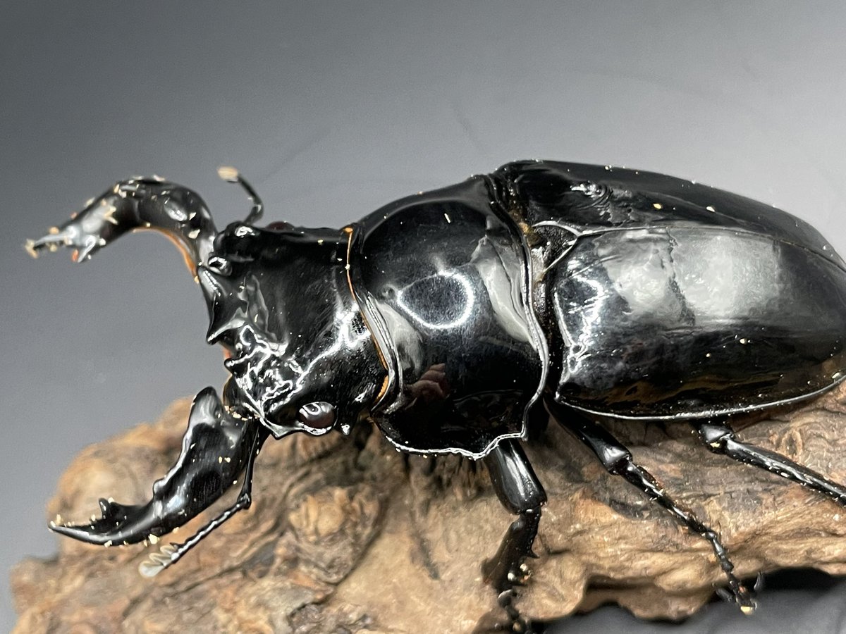 タランドゥス 即ブリペア ♂73mm 2025/4/羽化 ♀フリー 2025/5/羽化