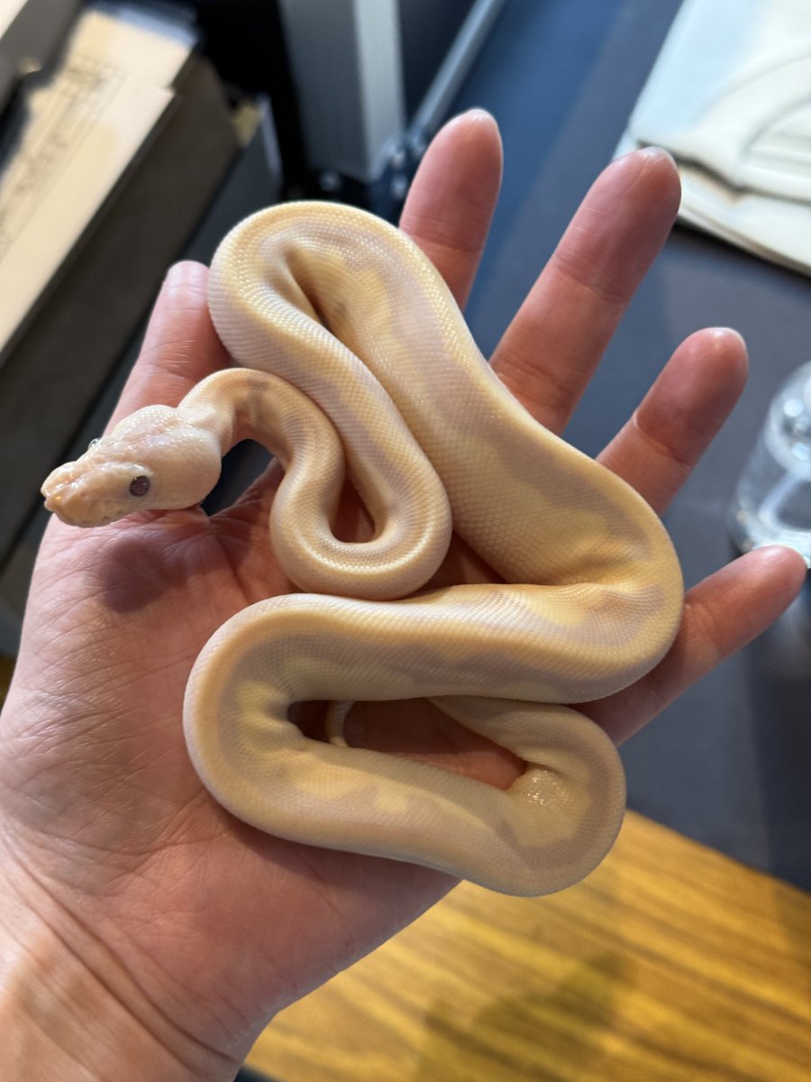 asahi_royals's tweet image. 0.1 Super Banana kiki (GS Clown) 脱皮前

【SOLD】

#ONE2025 
#αRsCB 
#Ballpython 
#ボールパイソン
