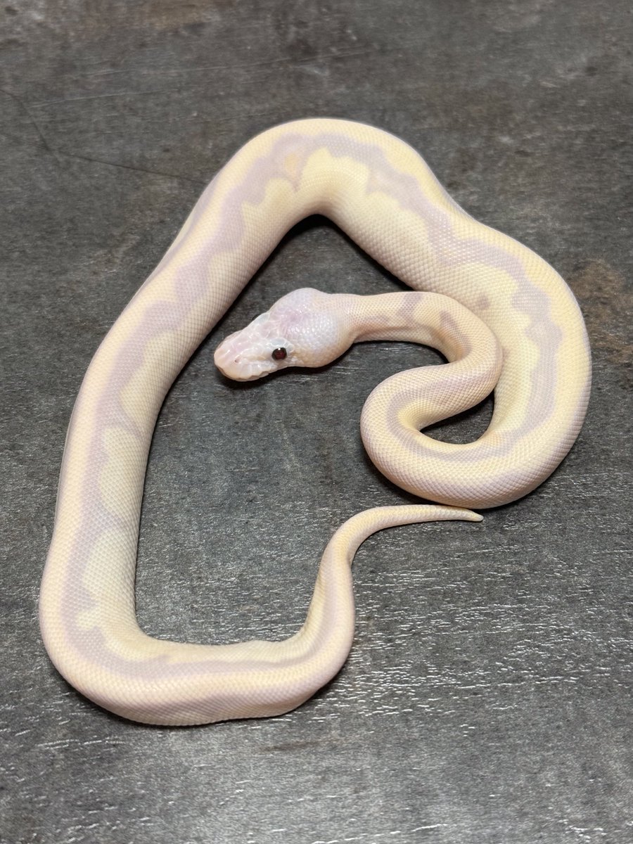 asahi_royals's tweet image. 0.1 Super Banana kiki (GS Clown) 脱皮前

【SOLD】

#ONE2025 
#αRsCB 
#Ballpython 
#ボールパイソン