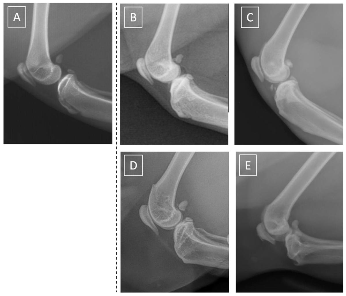 Animals_MDPI's tweet photo. Feline knee osteoarthritis occurs at similar rates in cats of all weights, but symptoms vary. This could impact vet treatment approaches. Learn more 👉 https://t.co/BPlGOKIppX
#UnderTheStethoscope #PetHealth #VetScience https://t.co/bvCsVC2k3a