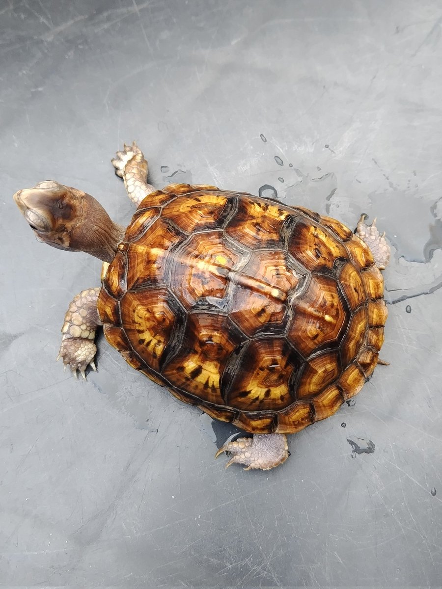 tito (@34_wgnc) / Posts / X