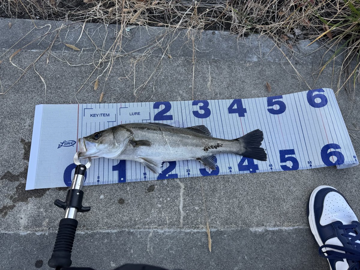 ryuto324's tweet photo. 今日は小規模河川の満潮から開始
2時間くらいゴロタ帯の場所を打ってから帰る前に明暗をやると45cmと43cmのシーバスが食ってきました‼️
もっと上手くなって数釣りできるように頑張る💪
#bluebluefishing
#blueblue
#Radstyle
#Blooowin
#yuusuketakahash
#masa_chi
#宮城シーバス https://t.co/NXbcIbIXWg