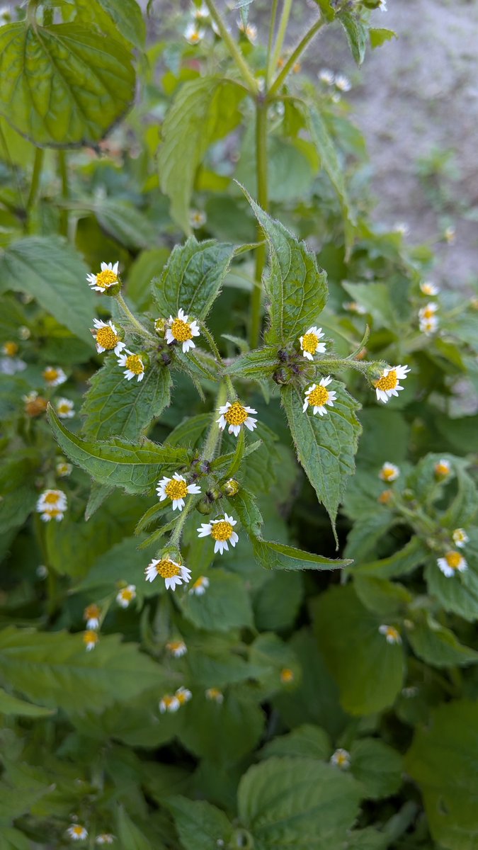 ⭐️菊苗⭐️ まずコメントにて色の指定をお願いします select inc.の