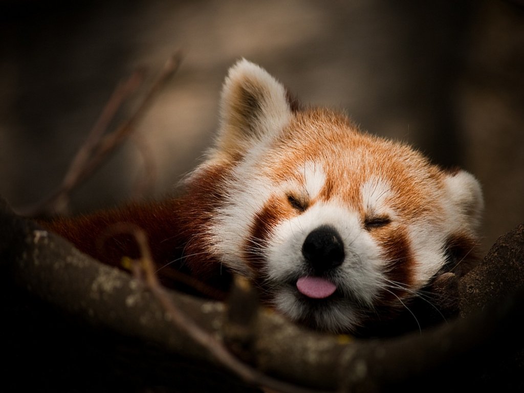 Xoge_Red_Panda's tweet image. #Xoge&apos;s tail is bigger than the other guy! #Xoge