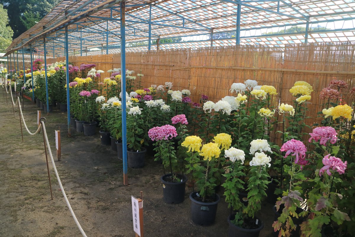 花と蝶 4053d829a2a69b860a15b00cb08088