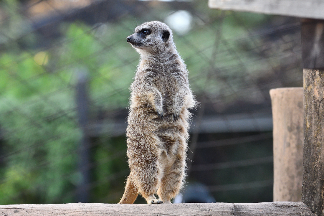 ミーヤキャット とりあえず異常なしと。。。 #ミーアキャット #井の頭自然文化園
