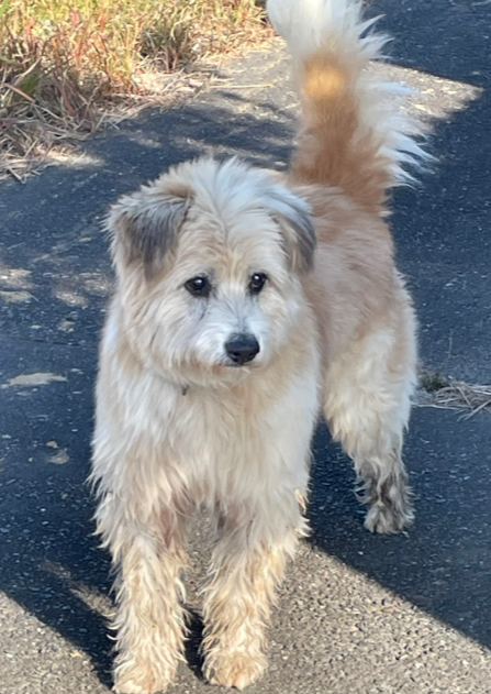 mama88872520's tweet image. 11/15 #茨城県  鹿嶋市  鹿島湖岸  沿い🐶目撃情報📢
#薄茶の垂れ耳犬 ♂️ 薄茶のモフモフ犬  青い首輪 
#迷子犬 #迷い犬  神栖市  鉾田市  潮来市  行方市 
飼い主さんに届きます様に🙏目撃されたら110番で保護依頼を🙇‍♀️