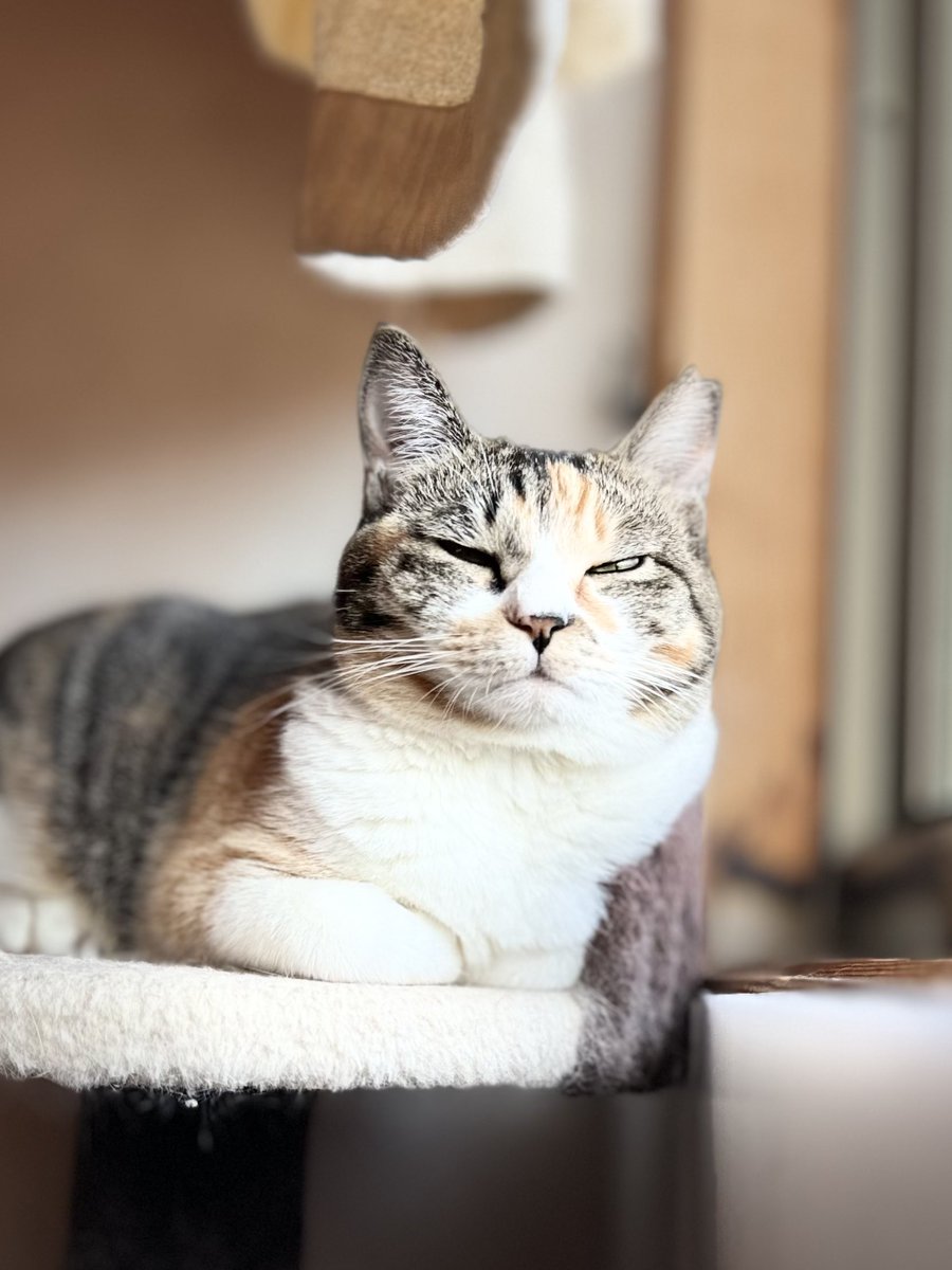 キジトラミケページ ⭐️🐶うちのコのぬいぐるみ🐱 🎉2周年🎉⭐️ 現在のラインナップは