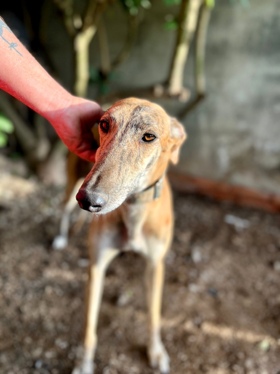 📍Sueca, Valencia

Faruk está listo para dejar el refugio y empezar una nueva vida rodeado de cariño y estabilidad. Es un perro con buen rollo, ganas de paseos largos y siestas al sol Solo necesita una familia que le dé una oportunidad. 🌸

Envíanos un WhatsApp al 621260314 📲