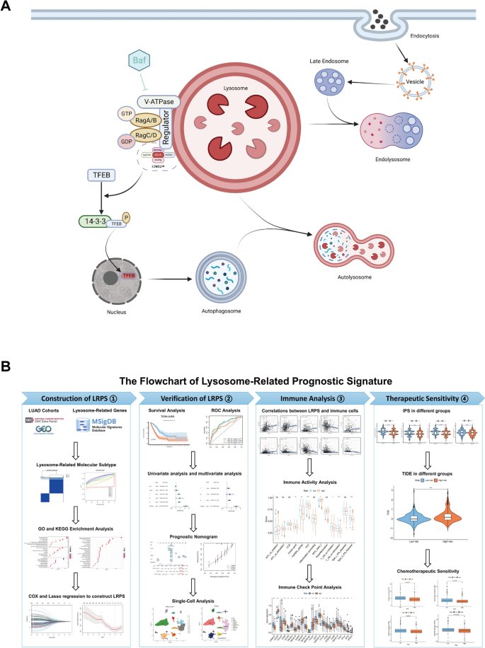 clincancerbull's tweet image. This article develops a 13-gene lysosome-related prognostic signature (LRPS) for lung adenocarcinoma (LUAD) that predicts survival, immune microenvironment status, and treatment response.
doi.org/10.1007/s44272…
#LungCancer #PrognosticModel