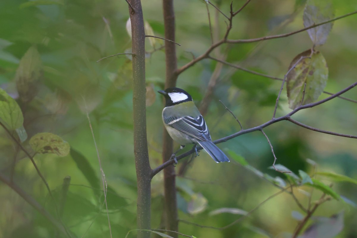 kanariasan's tweet image. 枝被りシジュウカラ

#EOSR6MarkII #EF300mm2xTC #野鳥撮影 #シジュウカラ