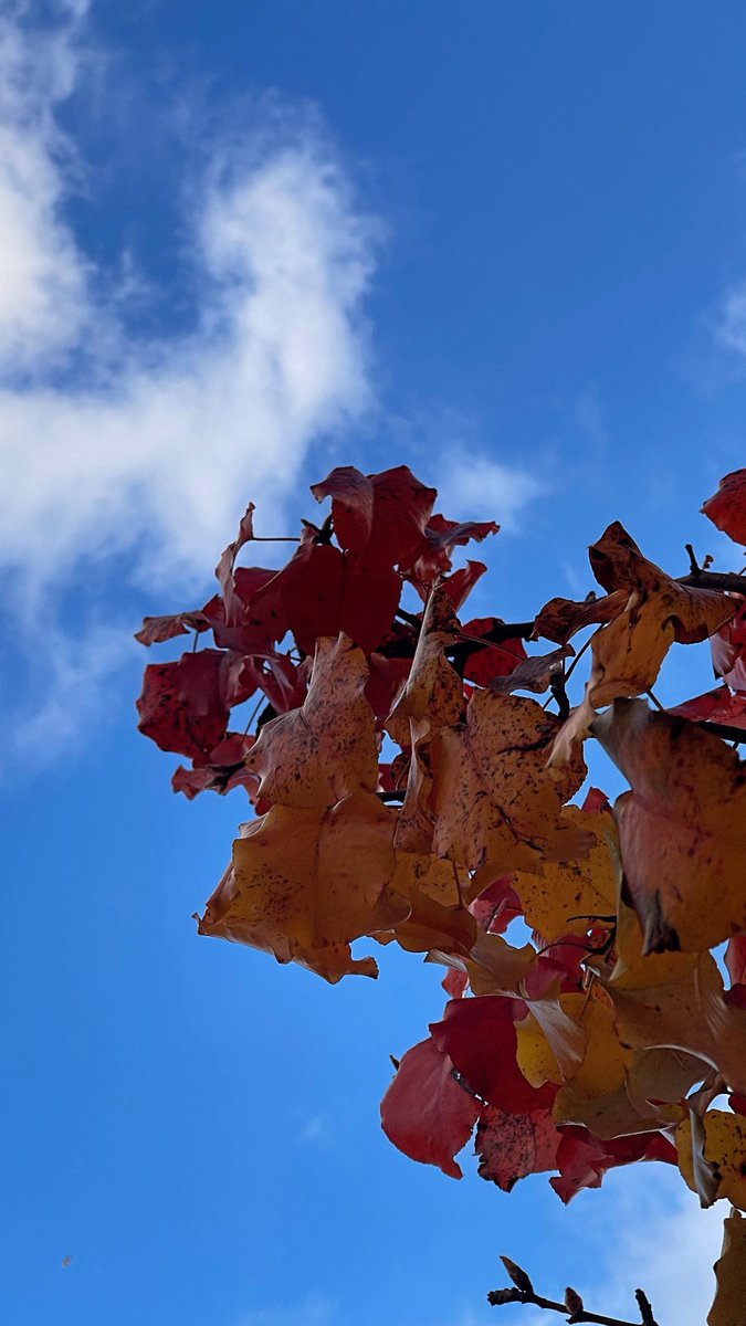 techroach98's tweet image. Fall colors and vibes on a Sunday