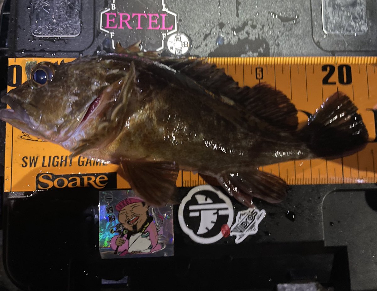 #知多メバリング &amp; #知多ライトロック
そろそろ調子が
良くなってるんじゃないかと調査
1.3gのジグヘッドに
#ERTEL プロキシマ
#フィッシング遊岡崎店 様で販売された
ゲリラカラー　オールブラック⬛️
表層を流すと強いアタリ‼️
上がったのは良型メバル😍
そこからはカサゴでしたが楽しめました☺️
#PR