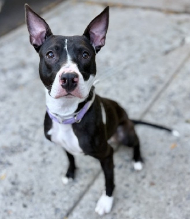 Madame Lola 235807
Listed TBK 11/18
#NYCACC #AdoptMe 
She is a pretty 1 yr old puppy 🐶 
Given up 4 new baby
Very high energy
Incredibly social &amp; affectionate with familiar people
Would be great jogging buddy
Save Madame Lola!
nycacc.app/browse/235807
#Pledge4Rescue #foster #adopt