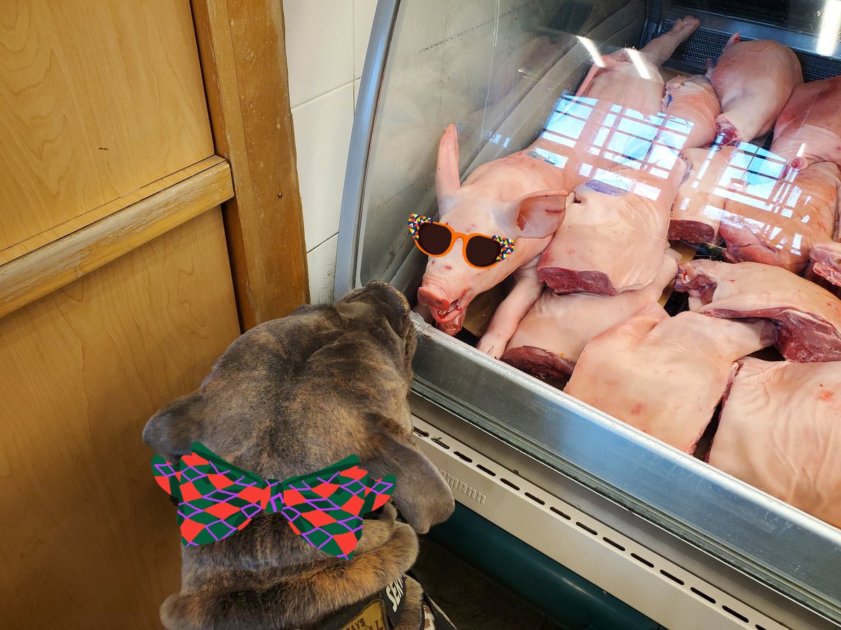 Nov.16,2025 (9/7): Piggy Peril at #HighlandPackers &amp; Nietzsche sharing his #GG33knowledge from 2024 🐉 year  - "Like Mr.G says, You shoulda laid low, bro!" 🤦 #lifeofa33 #canecorsolife #3ane3orso #ootandaboot #GG33vLAWg #9nrg #7nrg #horsevsmatrix #yearofthesnake🐍 #2026giddyup🐎