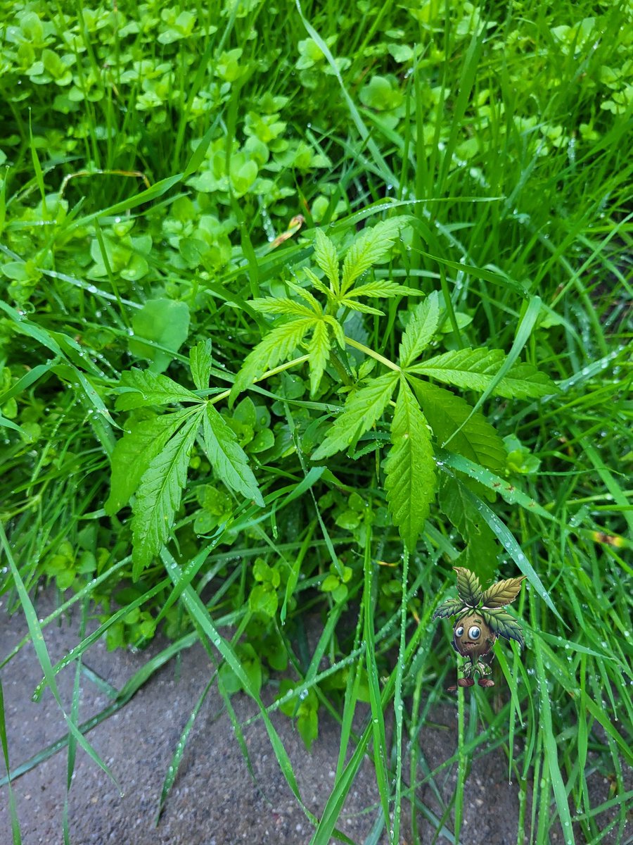 bandit420ca's tweet photo. Well, the rain is back , which means grass will grow. It's time to cut the grass, then i see this,
I'm gonna call it Kyle, cause I already know, you Bastard π€ͺ
#fuckcancer #GetScreened
Go vote for the best #funpot
Happy Sunday, fam.. https://t.co/OJKXkNAMHK