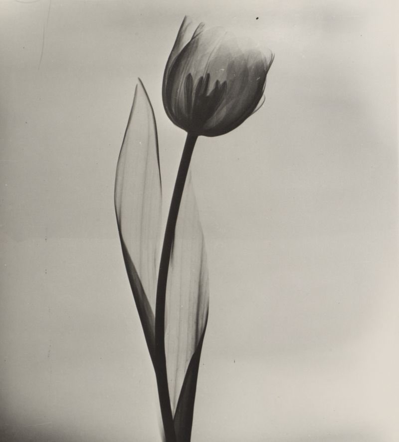Josef Breitenbach Radiograph of Tulip