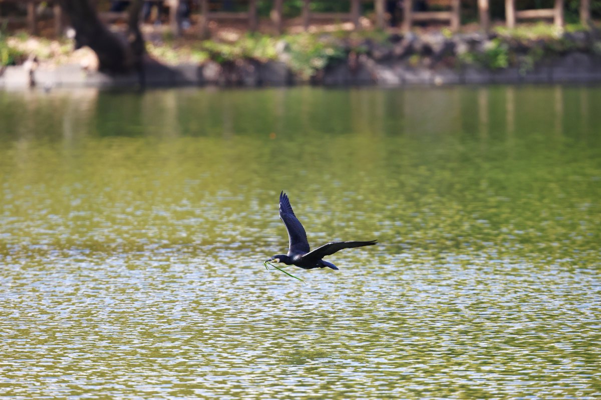 kanariasan's tweet image. 巣材集め中のカワウ

#EOSR6MarkII #EF300mm2xTC #野鳥撮影 #カワウ