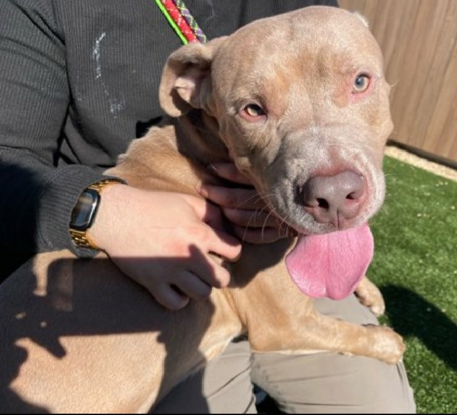 MyBoxerLuvMac1's tweet image. 💔Kyle💔
#NYCACC #239746 2y
▪️Listed TBK: 11/17💉 
#AdoptMe

Precious sweetie&apos;s💔, in overcrowded shelter.
Has CIRDC + otitis externa.
In lower stimuli settings, social, playful w staff.
Dog reactive, easily aroused.
Needs loving, adult only, N.East #Foster/#Adopter, 4 structure,…