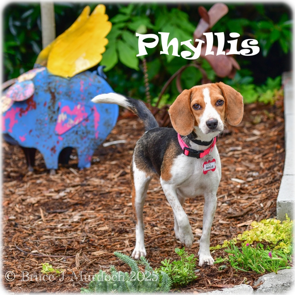 Phyllis' weekend host says she is a dream with everyone, enjoys a busy household, loves a fenced-in yard, and loves snuggles after a long walk. Meet her with an adoption request!
Learn more: loom.ly/fgYdmt0
#sgadoptme #savinggracenc #dogsofnc #rescueismyfavoritebreed