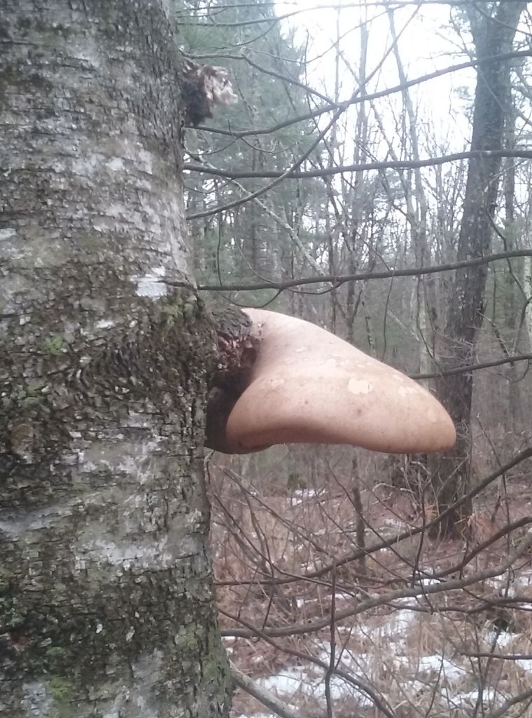 anonzizzus's tweet image. Dachte erst die Reichinnek verfolgt mich. 😂