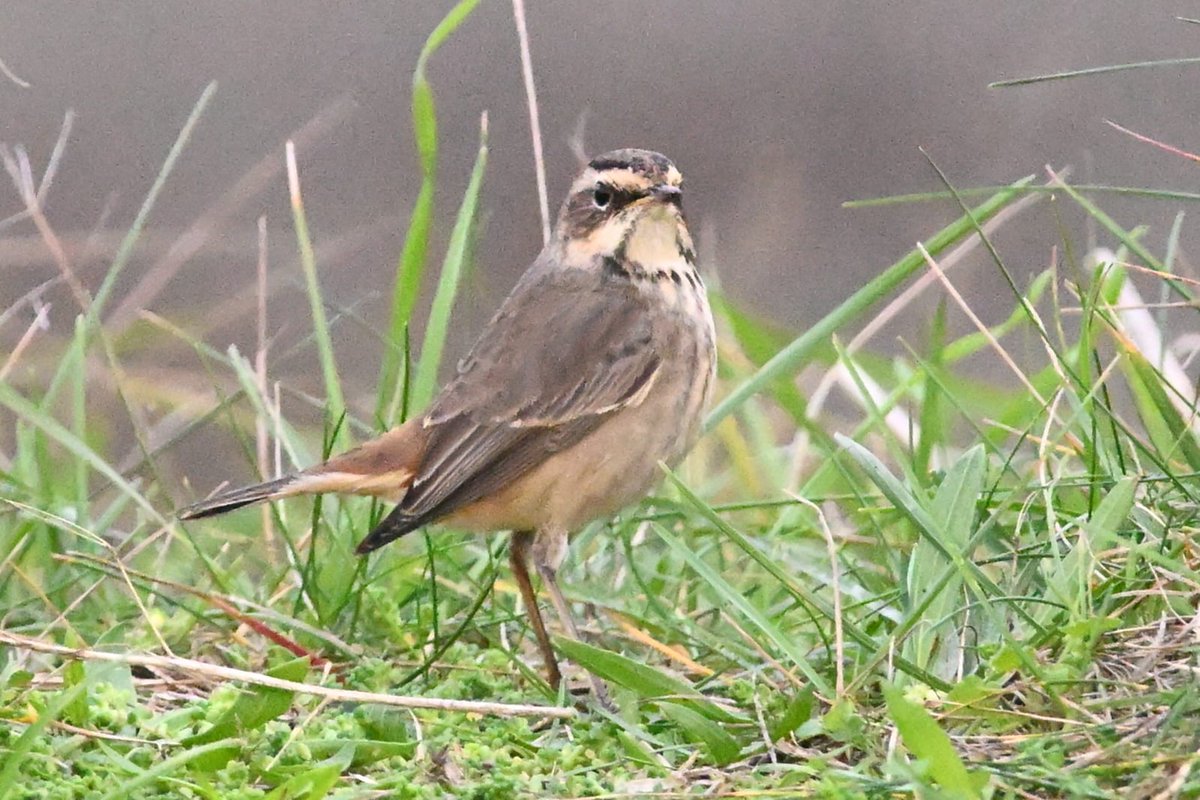 Craig Sherwood tweet media