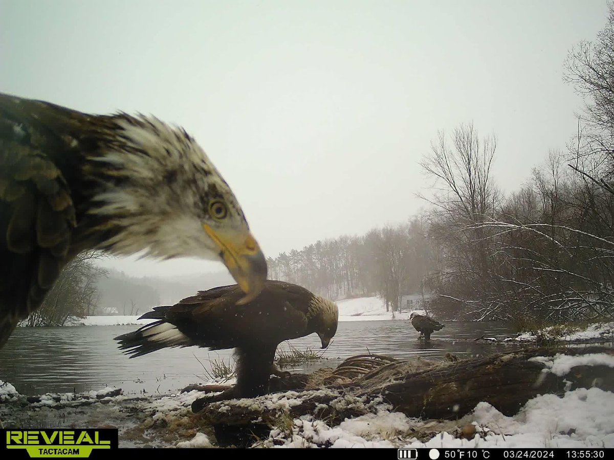 trailcam (@trail_cams) on Twitter photo 