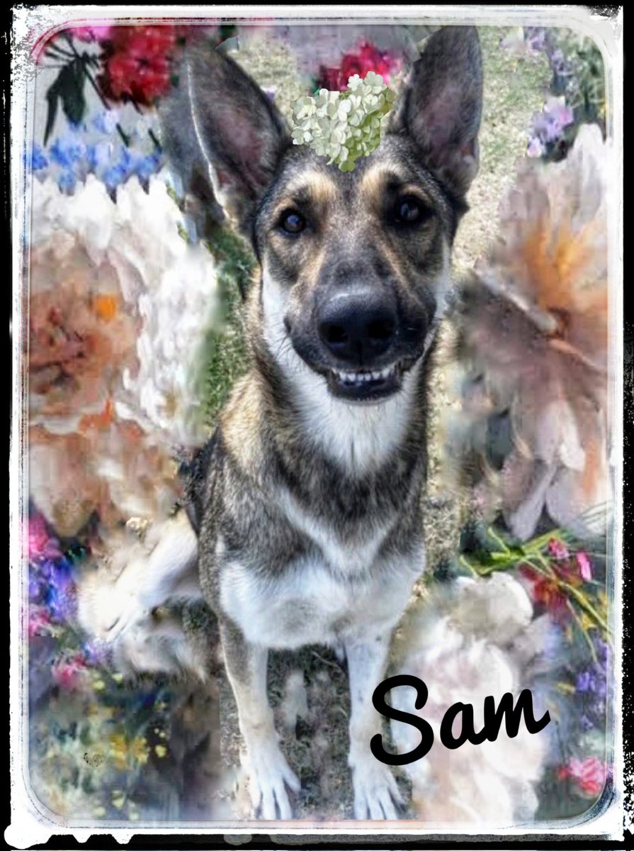 rothfarms's tweet image. #SaveSam #A354745 This pooch is perfection personified.  Please consider ADOPTING her 🙏
