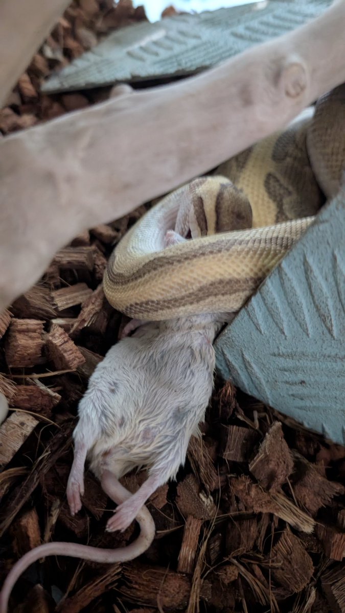 mike206412's tweet image. よろしい(,,&amp;gt;᎑&amp;lt;,,)♡

 #ボールパイソン  #爬虫類好きさんと繋がりたい  #ballpython