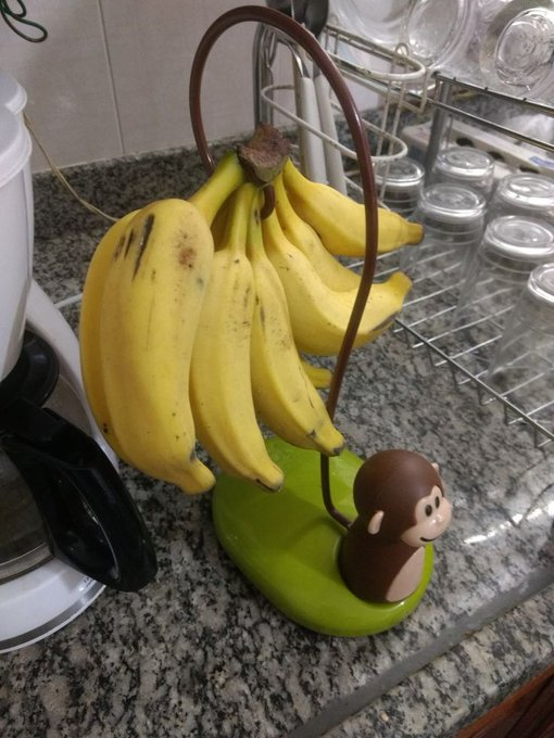 radardaspromoo's tweet photo. Coloquei o cacho de bananas no suporte e elas tão lá até hoje achando que estão na bananeira… nunca vi fruta tão iludida kkkkkkkk https://t.co/knfKNE7t6D
