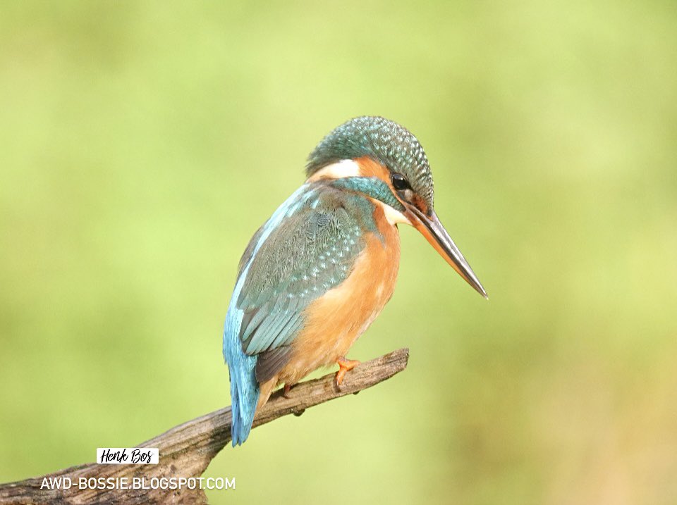 Het IJsvogeltje 
#ijsvogel #vogel #vogelhut