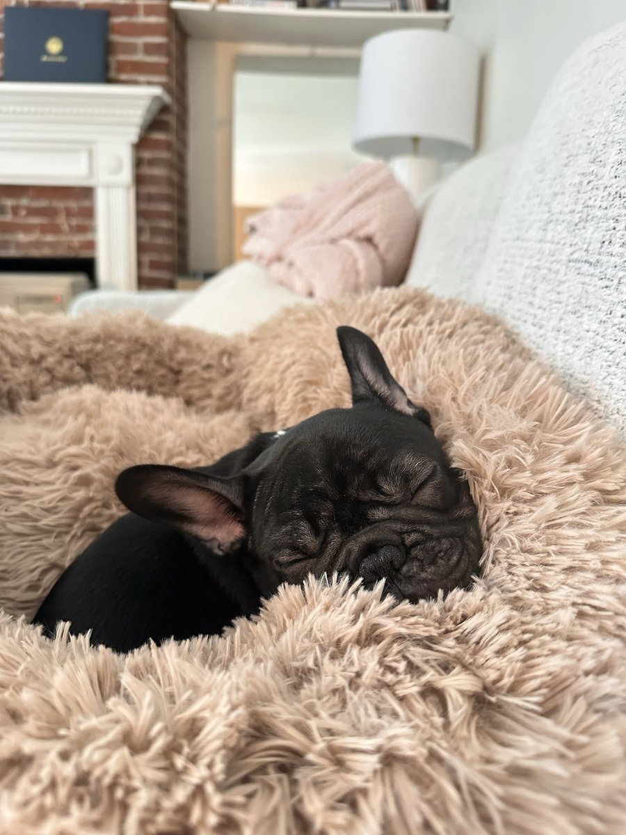 hello! 

been MIA for a bit, busy season at work will do that to ya, but also I’ve been busy with my SON

meet sully 🤠