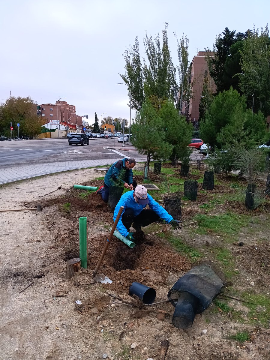 Hoy domingo aprovechando las últimas lluvias otoñales, hemos plantado un almez, un alcornoque y varios pinos en el jardín de autóctonas que hemos creado a la salida del metro de Colonia Jardín.