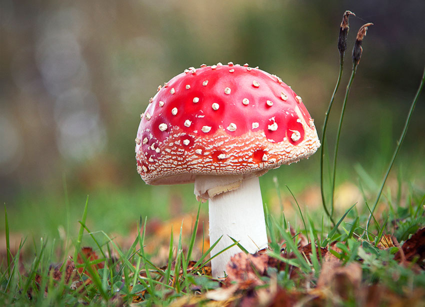 He salido al campo para dar un paseo con Alberto, mi hijo de tres años. El sol brilla, los pájaros cantan y recogemos flores. Yo me he quedado hipnotizado observando una seta. Llamo a mi hijo para que la contemple. Lo busco a mi alrededor, pero no contesta.
👉🏻👉🏻👉🏻👉🏻