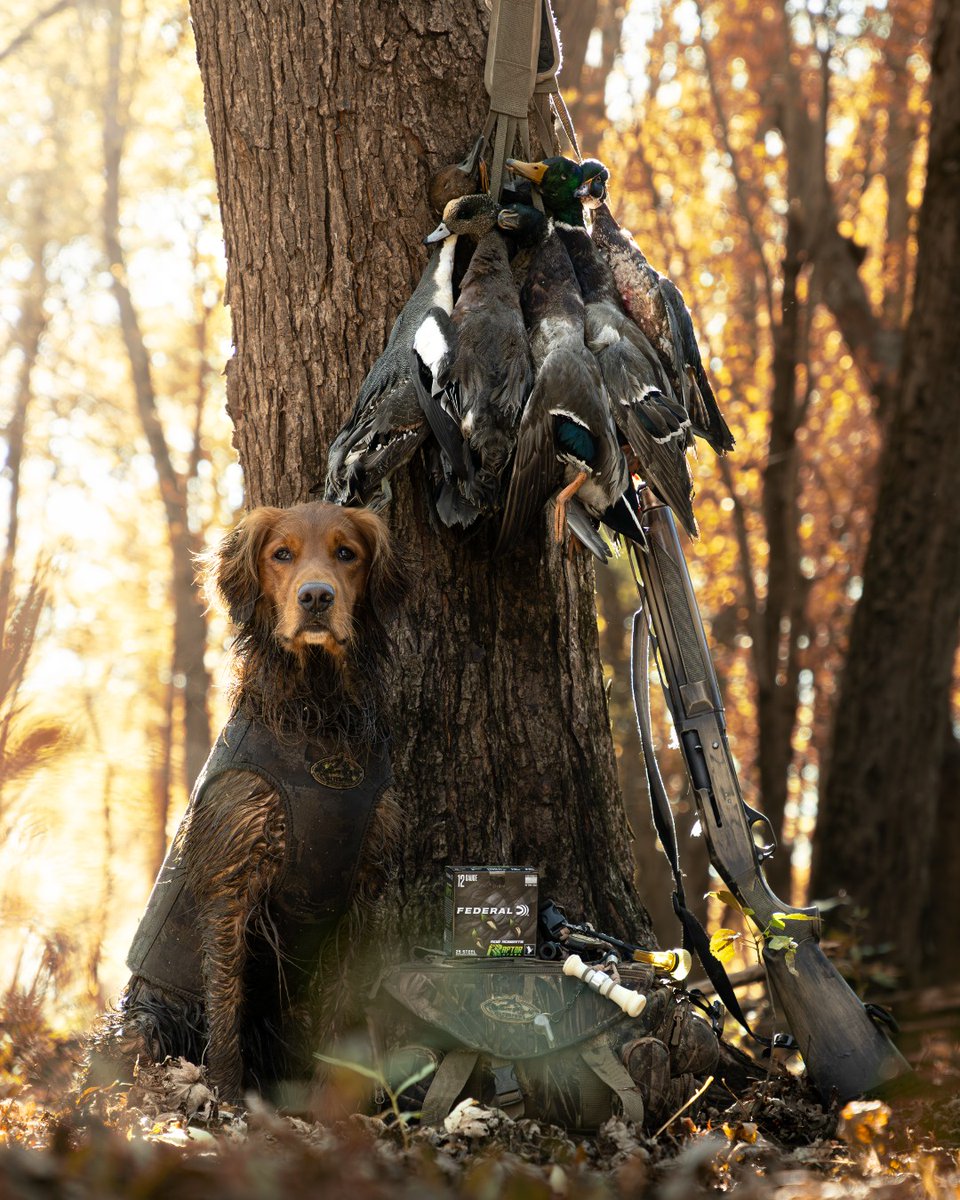 Raptor Steel is golden for duck season. #ItsFederalSeason
