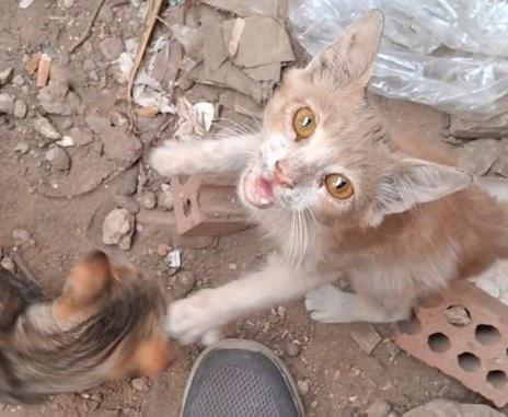 AnimalFriendsAF's tweet image. Yes, winter has arrived and the heavy rains have drowned us all &amp;amp; the bitter cold is penetrating our bodies, really now our family can no longer live in a tent that offers no protection from rainwater or even the bitter cold. We&apos;re now in dire &amp;amp; urgent need of repairs to what…