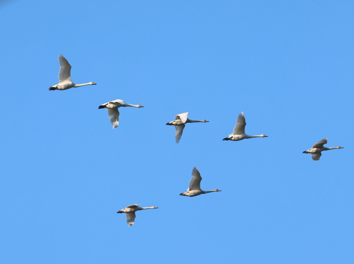 Our "celebrity" Lapland Bunting still present as was a single Snow Bunt. Today with his Chaffinch friend . 8 Whoopers over, Wigeon, Shoveler and Teal on the temporary Wetland. 5 Chiffchaff and a male Blackcap best of rest . Great day &amp; usual big laughs with <a href="/Grayo1977/">Graham Connolly</a> #Wirral