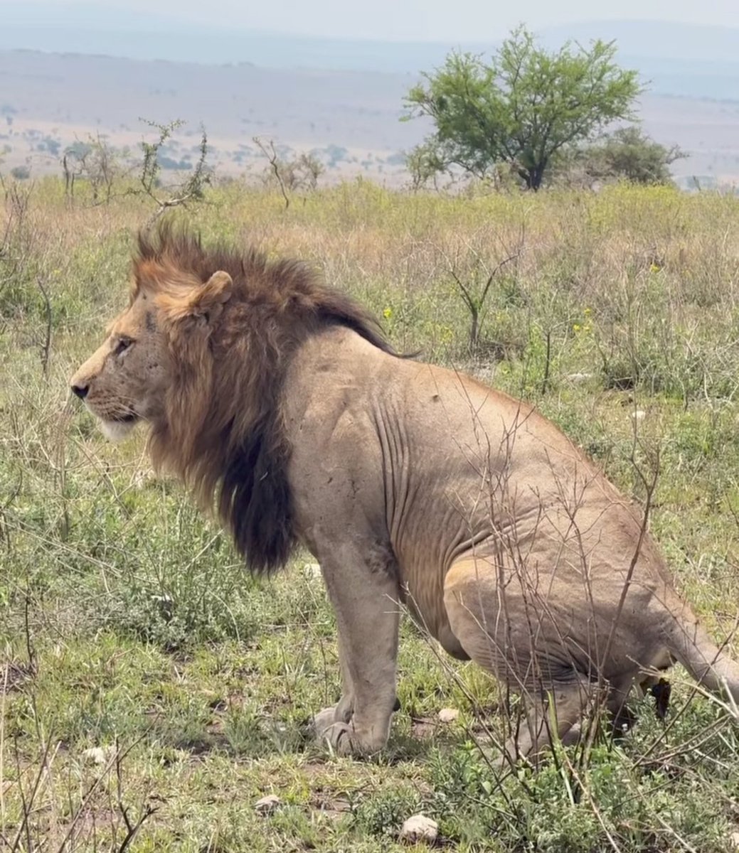 ptdrrrrrr un tigres en train de chier🤣🤣🤣