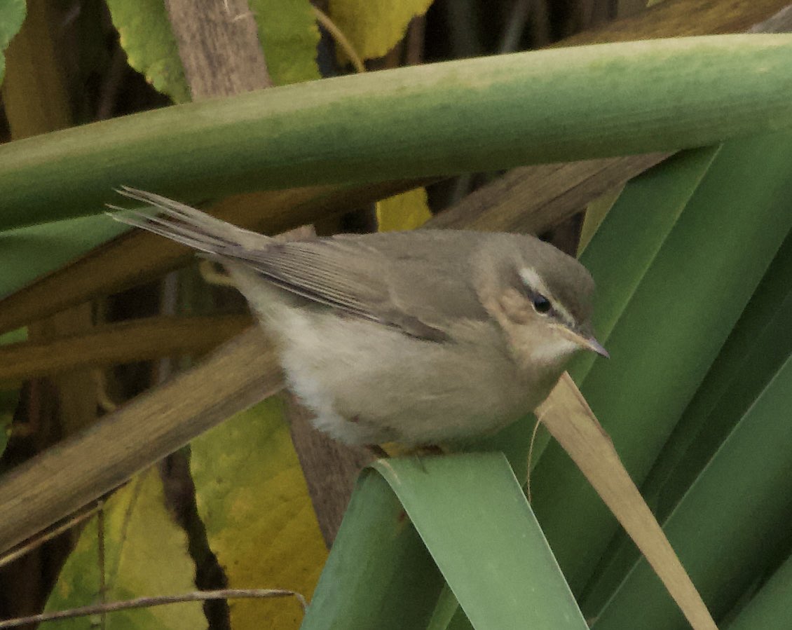 Morgan Caygill tweet media