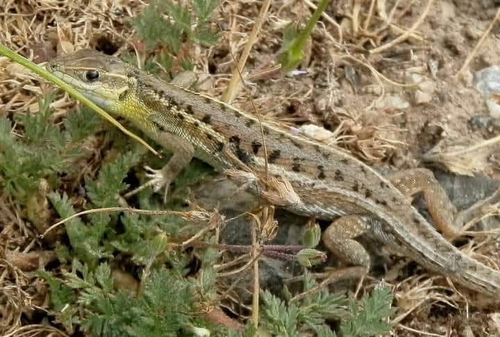 srcasrc43's tweet image. İyi akşamlar