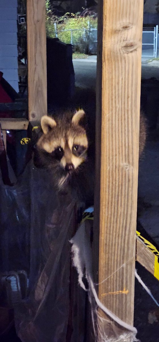 Xetzly🦎 tweet media