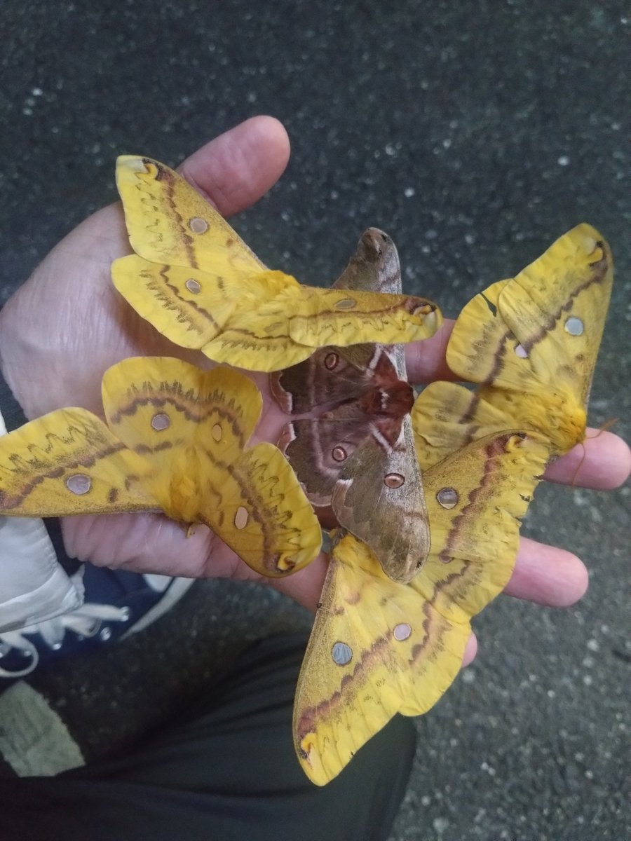 ✧︎ じゅんじゅん♪さま専用 ✧︎ じゅんじゅん (@JJJUUNNN) / Posts / X