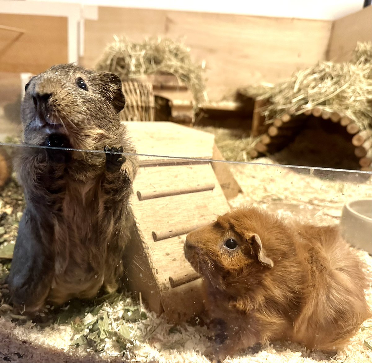 pilipalagwyn's tweet photo. „Hallo Frau Nachbarin, darf der Tobi zum Spielen rauskommen? Meine Schwester und ich dürfen heute bis halb 6 draußen bleiben.“ https://t.co/kCEl1bLl1e