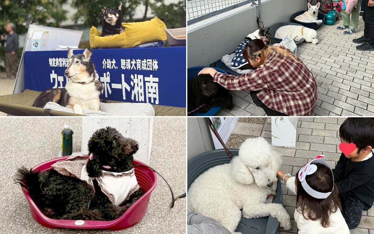 WPS_serviceDOG's tweet photo. 神奈川県立保健福祉大学で開催された第22回うみかぜ祭で、介助犬・聴導犬・エモーショナルサポートドッグの啓発活動を行いました。
犬との触れ合いや募金活動にもご協力いただき、ありがとうございました。
https://t.co/YhNHryBeOL https://t.co/6LmiMU74Yb