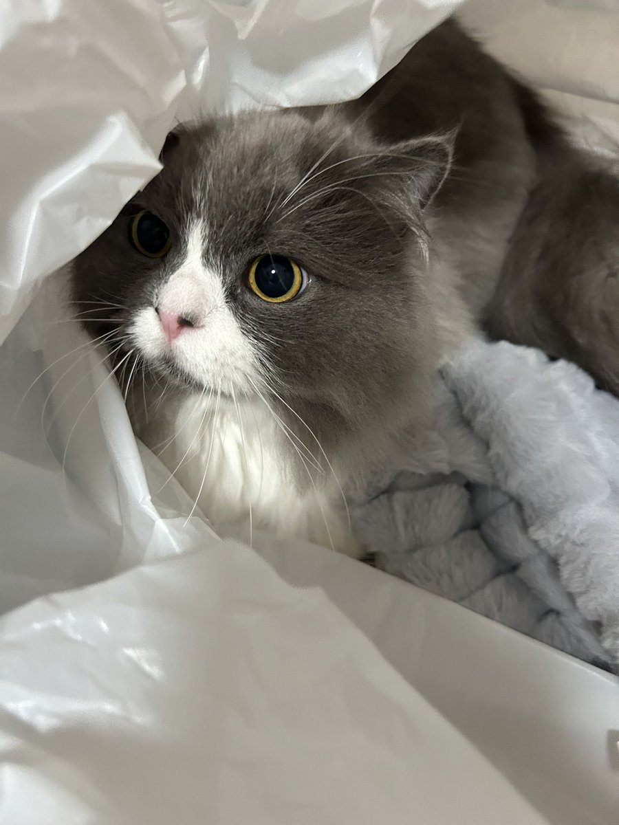 _parutan_'s tweet photo. ◀️抱っこ中 探索中▶️
目の輝きようが違う‼️
 #猫好きさんと繋がりたい https://t.co/njoletKZs0