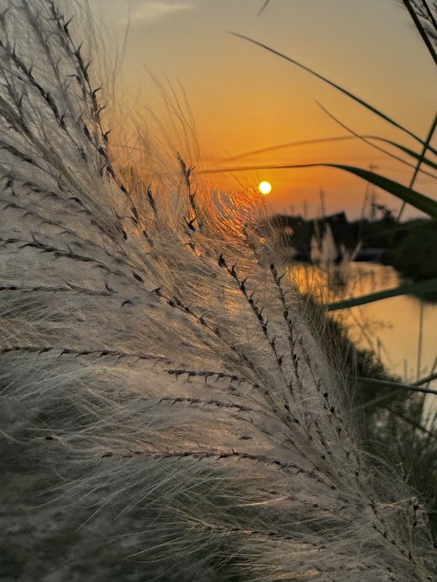 indian_pitta's tweet image. Share your photographs with Sun in it 🌞🌻