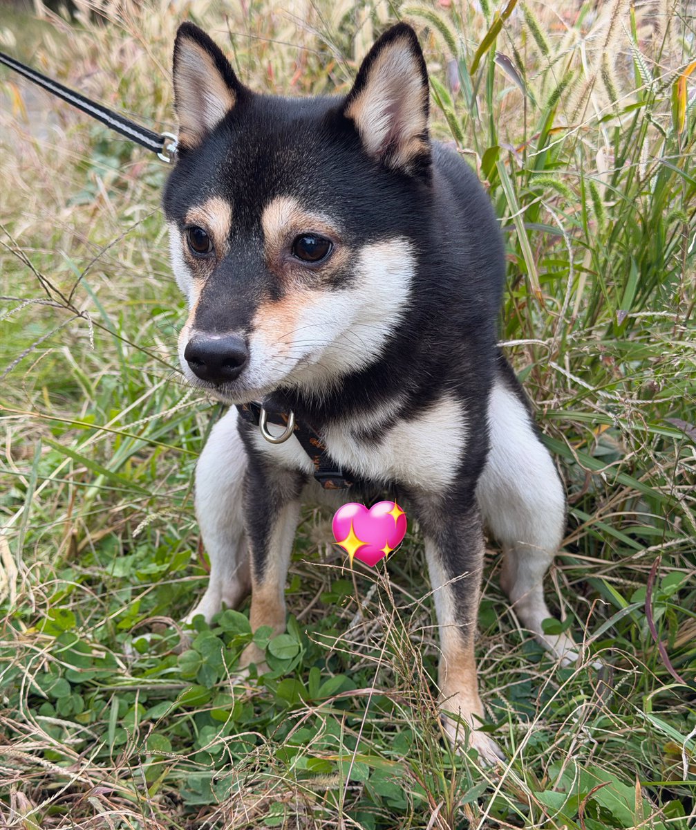 黒豆柴】煮豆 (@nimame_0130) / Posts / X