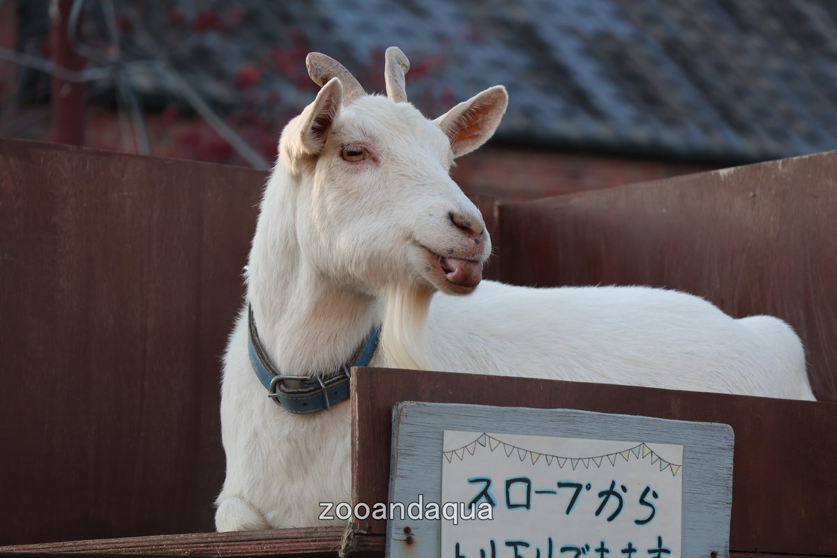 春歌とミーが頭突きして ひょっとしてミーちゃんが優位に立ったかも
