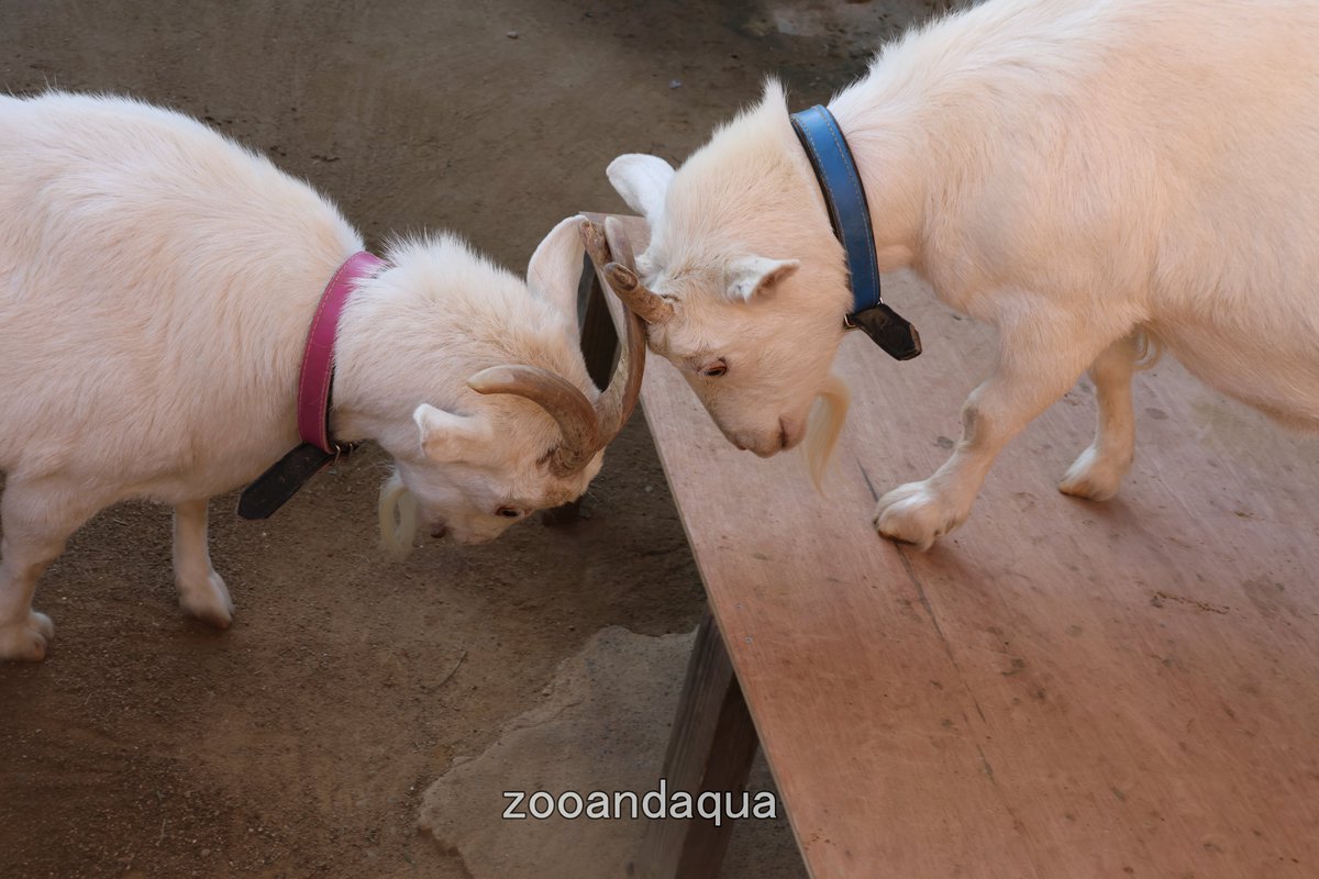 春歌とミーが頭突きして ひょっとしてミーちゃんが優位に立ったかも